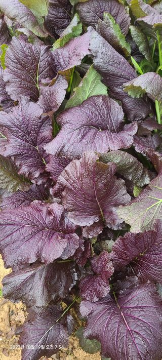 이용우님의 오늘 어떤 농작업하셨나요? · 참여글 작성글 사진