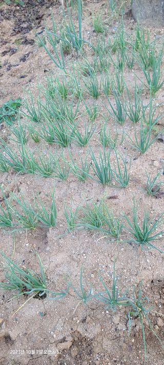 이용우님의 오늘 어떤 농작업하셨나요? · 참여글 작성글 사진