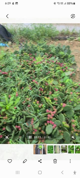 이용우님의 오늘 어떤 농작업하셨나요? · 참여글 작성글 사진