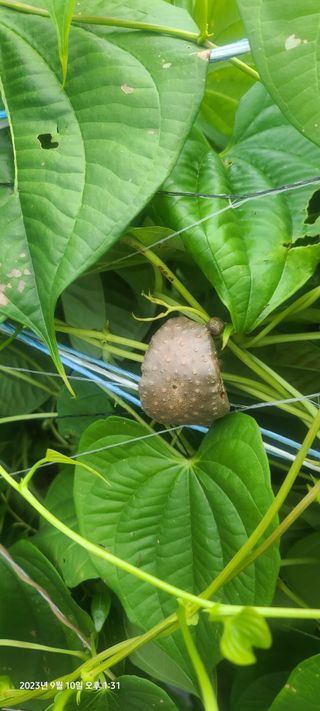 이용우님의 오늘 어떤 농작업하셨나요? · 참여글 작성글 사진