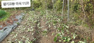 이승규님의 오늘 어떤 농작업하셨나요? · 참여글 작성글 사진