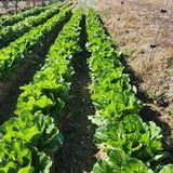 팜모닝 오늘 어떤 농작업하셨나요?·참여글 게시글 이미지