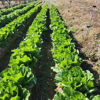 박은정님의 오늘 어떤 농작업하셨나요? · 참여글 작성글 사진