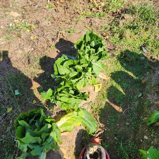 박은정님의 오늘 어떤 농작업하셨나요? · 참여글 작성글 사진