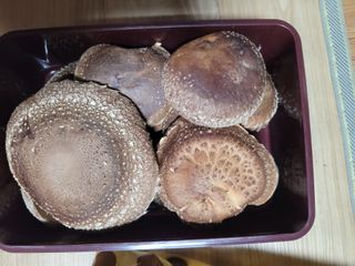 동길니우스님의 오늘 어떤 농작업하셨나요? · 참여글 작성글 사진