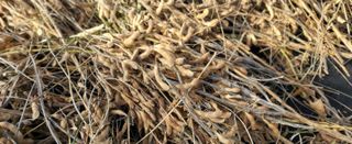 조미숙님의 오늘 어떤 농작업하셨나요? · 참여글 작성글 사진