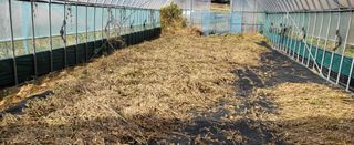 조미숙님의 오늘 어떤 농작업하셨나요? · 참여글 작성글 사진