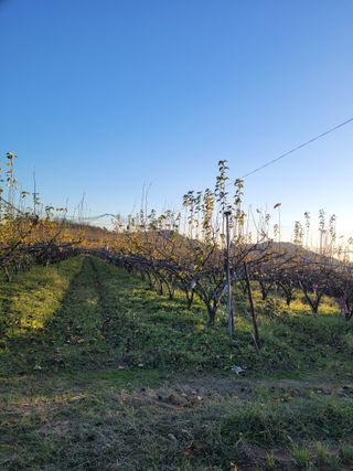 김시문님의 오늘 어떤 농작업하셨나요? · 참여글 작성글 사진