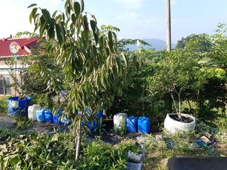 강판술님의 오늘 어떤 농작업하셨나요? · 참여글 작성글 사진