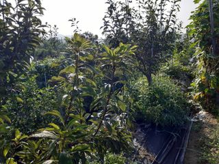 강판술님의 오늘 어떤 농작업하셨나요? · 참여글 작성글 사진