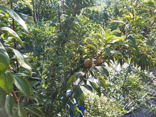 강판술님의 오늘 어떤 농작업하셨나요? · 참여글 작성글 사진