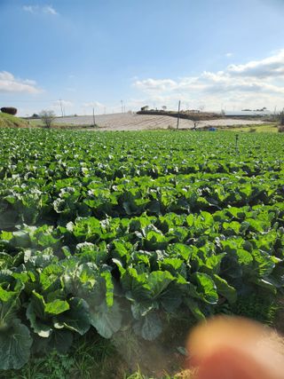 김저팔계님의 기타작물 · 영농일지 작성글 사진