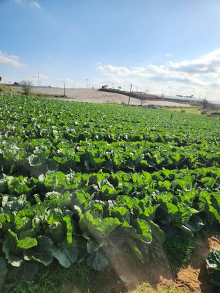 김저팔계님의 기타작물 · 영농일지 작성글 사진