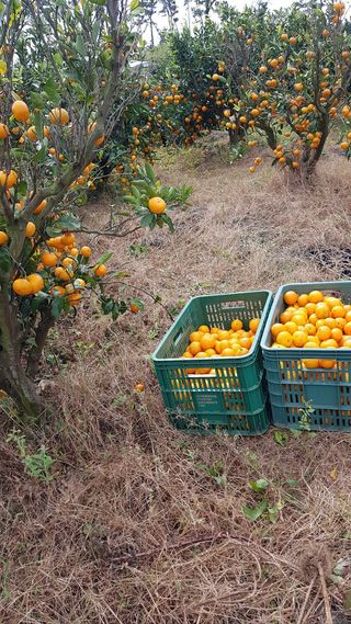 변창신님의 오늘 어떤 농작업하셨나요? · 참여글 작성글 사진