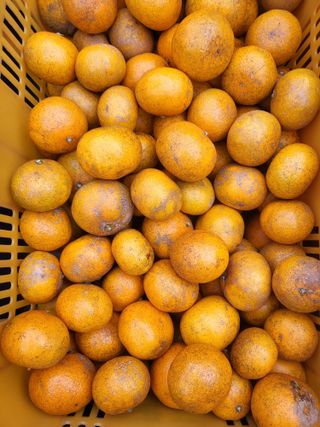 변창신님의 오늘 어떤 농작업하셨나요? · 참여글 작성글 사진