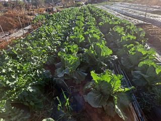 나누고싶어서님의 오늘 어떤 농작업하셨나요? · 참여글 작성글 사진