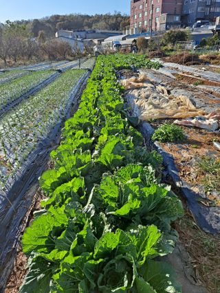 나누고싶어서님의 오늘 어떤 농작업하셨나요? · 참여글 작성글 사진