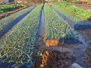 나누고싶어서님의 오늘 어떤 농작업하셨나요? · 참여글 작성글 사진