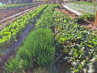 나누고싶어서님의 오늘 어떤 농작업하셨나요? · 참여글 작성글 사진