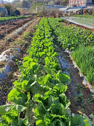 나누고싶어서님의 오늘 어떤 농작업하셨나요? · 참여글 작성글 사진