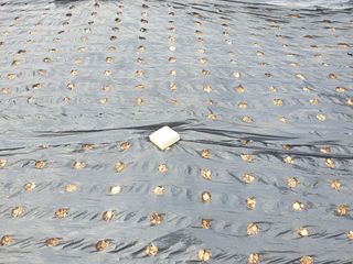 SOUL님의 오늘 어떤 농작업하셨나요? · 참여글 작성글 사진