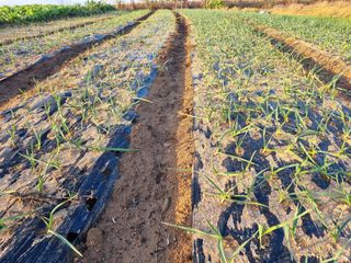 유명숙님의 오늘 어떤 농작업하셨나요? · 참여글 작성글 사진