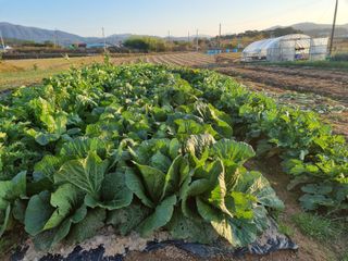 유명숙님의 오늘 어떤 농작업하셨나요? · 참여글 작성글 사진