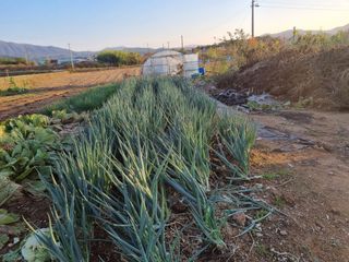 유명숙님의 오늘 어떤 농작업하셨나요? · 참여글 작성글 사진