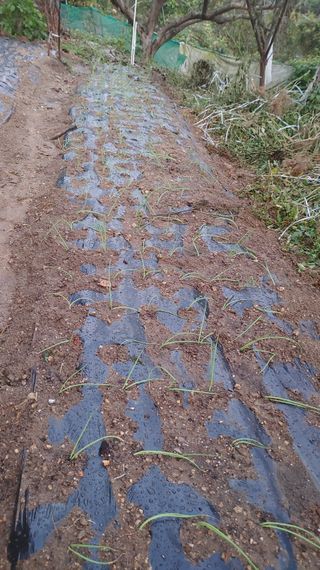 박상현님의 오늘 어떤 농작업하셨나요? · 참여글 작성글 사진