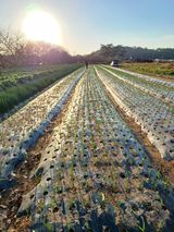 팜모닝 오늘 어떤 농작업하셨나요?·참여글 게시글 이미지