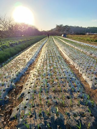 최병태님의 오늘 어떤 농작업하셨나요? · 참여글 작성글 사진