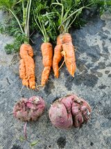 팜모닝 오늘 어떤 농작업하셨나요?·참여글 게시글 이미지