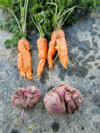 김성동님의 오늘 어떤 농작업하셨나요? · 참여글 작성글 사진