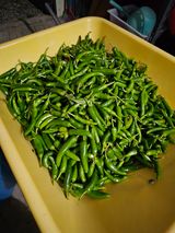 팜모닝 오늘 어떤 농작업하셨나요?·참여글 게시글 이미지