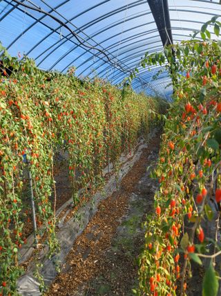 청양 산골꾸찌뽕 님의 오늘 어떤 농작업하셨나요? · 참여글 작성글 사진