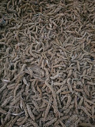 오명희 님의 오늘 어떤 농작업하셨나요? · 참여글 작성글 사진