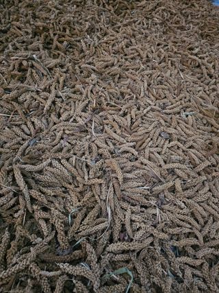 오명희 님의 오늘 어떤 농작업하셨나요? · 참여글 작성글 사진