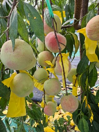 농업회사법인무지개주식회사님의 복숭아 · 자유게시판 작성글 사진