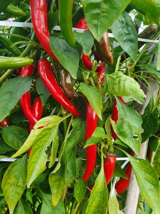 김옥자님의 자유주제 · 자유게시판 작성글 사진