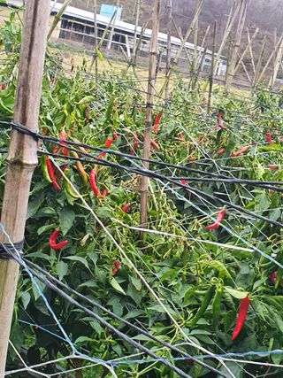 김옥자님의 자유주제 · 자유게시판 작성글 사진