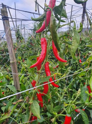 김옥자님의 자유주제 · 자유게시판 작성글 사진