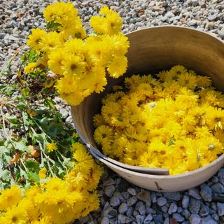 황지유님의 오늘 어떤 농작업하셨나요? · 참여글 작성글 사진