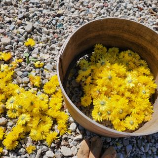 황지유님의 오늘 어떤 농작업하셨나요? · 참여글 작성글 사진