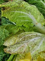 팜모닝 배추·병해충상담 게시글 이미지