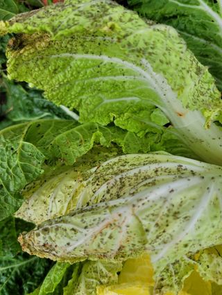 조가든님의 배추 · 병해충상담 작성글 사진