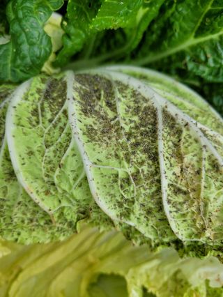 조가든님의 배추 · 병해충상담 작성글 사진