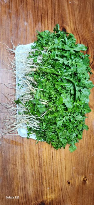 벽창호(죽동농부)님의 오늘 어떤 농작업하셨나요? · 참여글 작성글 사진