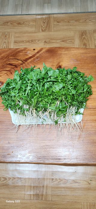 벽창호(죽동농부)님의 오늘 어떤 농작업하셨나요? · 참여글 작성글 사진