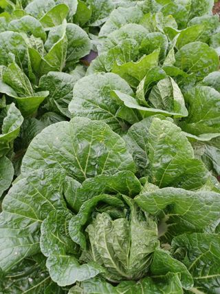 팜모닝회원 김순달 님의 배추·결구기 농작업 작성글 사진