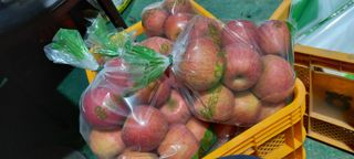 강성분님의 오늘 어떤 농작업하셨나요? · 참여글 작성글 사진